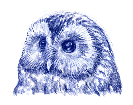 Strix uralensis Ural Owl Bird Drawing. Colored Pencil Drawing.