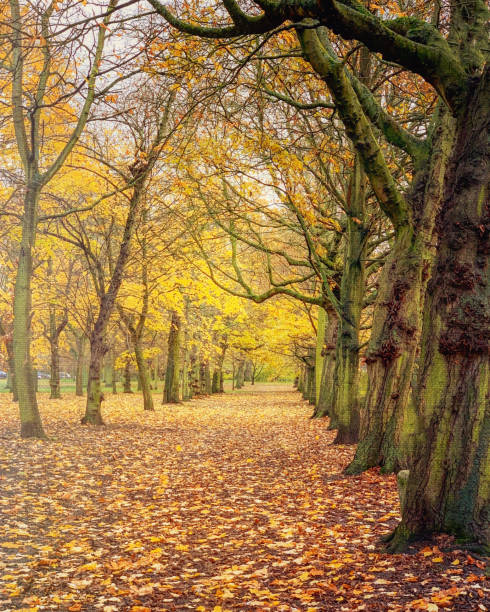 istock Autumn in the woods 1904109069