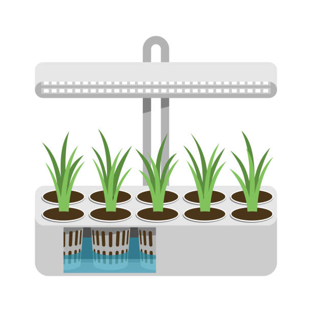 hydroponisches system - indoor-gärtnern - aeroponics stock-grafiken, -clipart, -cartoons und -symbole