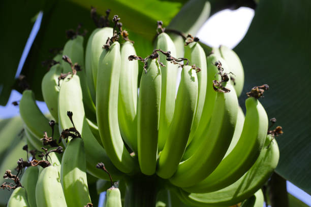 istock A bunch of green bananas ob tree 1904135653