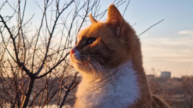 Cute orange cat outdoors closeup portrait in the calm sunset light