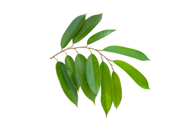 istock Durian leaves on white background. 1904142460