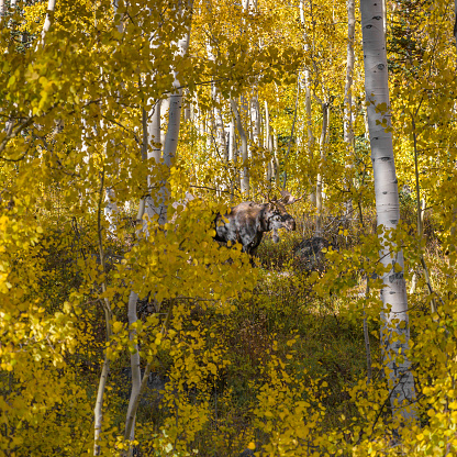 A moose between aspens in their full fall colors