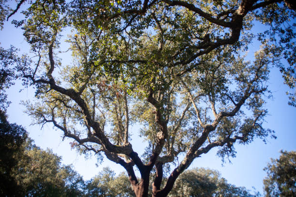 istock Cork oak trees in Alentejo. 1904167399