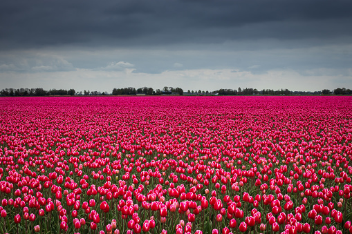 Red tulips blooming in field in the Noordoostpolder in the Netherlands, travel and tourist attraction