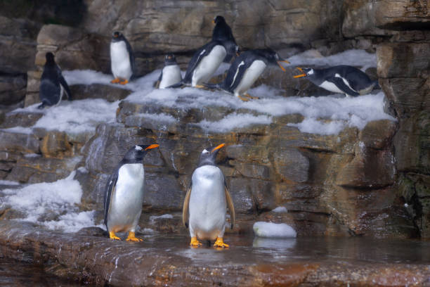 istock Penguins standing on a snowy rocks 1904183841