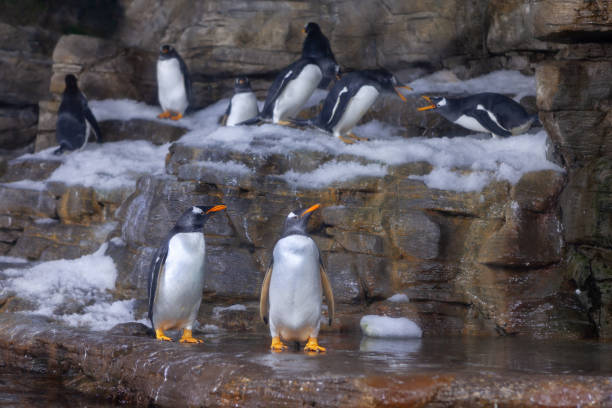 pinguins em pé em uma rocha nevada - flightless bird water bird gentoo penguin penguin - fotografias e filmes do acervo