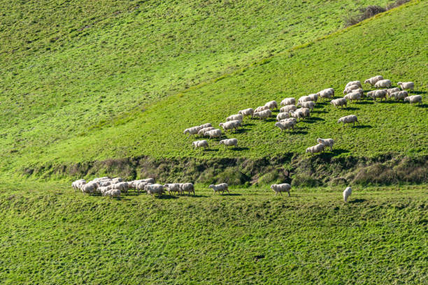 istock Flock of sheep grazing 1904199986