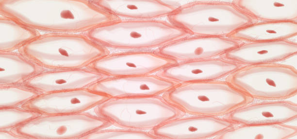 ilustraciones, imágenes clip art, dibujos animados e iconos de stock de epithelial tissue, skin tissue cells, layers of skin. - human tissue histology dermatology human skin