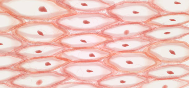 Epithelial tissue, Skin tissue cells, layers of skin. Epithelial tissue, Skin tissue cells, layers of skin. stratified epithelium stock illustrations