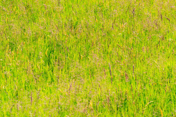 fundo de grama de prado longo não cultivado - long grass uncultivated plant stage plant condition - fotografias e filmes do acervo