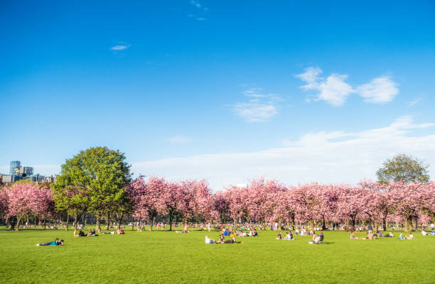 disfrutando de the meadows en edimburgo en primavera - cherry blossom spring day sakura fotografías e imágenes de stock