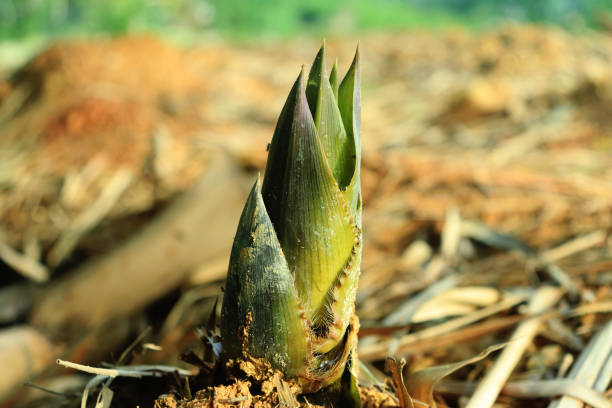 Bamboo shoots growing in a beautiful bamboo forest.
