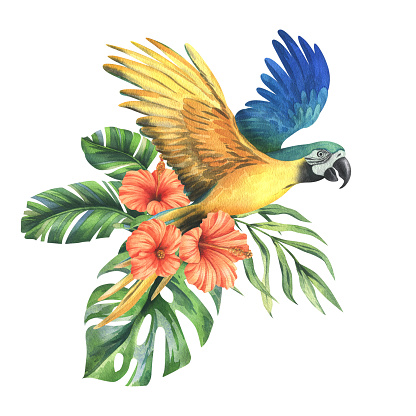 Tropical palm leaves, monstera and flowers of red hibiscus, bright juicy with blue-yellow macaw parrot. Hand drawn watercolor botanical illustration. Isolated composition on a white background