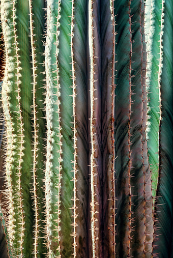 Cactus backgrounds