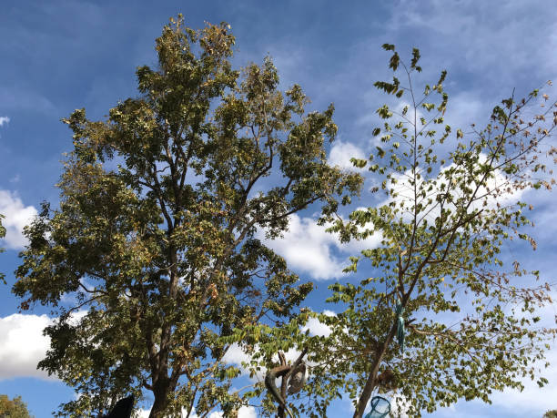 istock Tree with blue sky in the background. Nature and environment concept. 1904256039