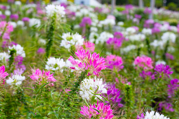 istock Cleome spinosa flower in the park 1904270513