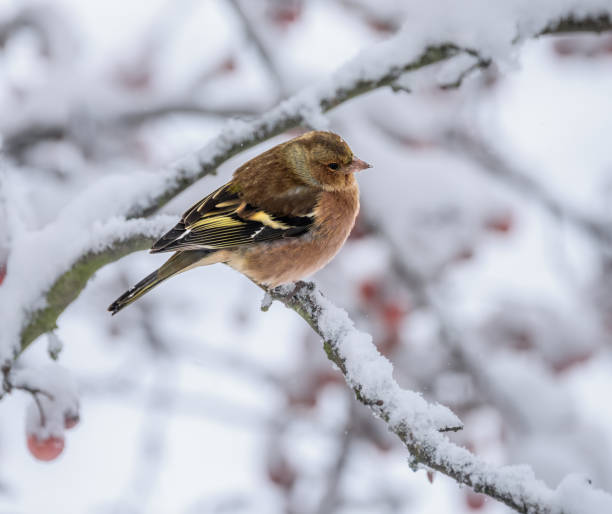 Male chaffinch sitting on a snow covered tree Closeup of a male chaffinch sitting on a snow covered tree male common chaffinch bird fringilla coelebs stock pictures, royalty-free photos & images
