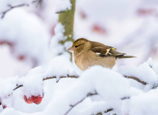istock Female chaffinch sitting on a snow covered tree 1904281547