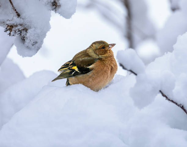 Male chaffinch sitting on a snow covered tree Closeup of a male chaffinch sitting on a snow covered tree male common chaffinch bird fringilla coelebs stock pictures, royalty-free photos & images