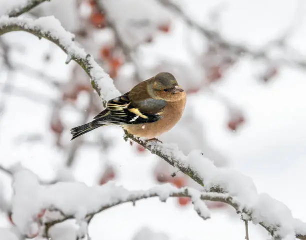 Closeup of a male chaffinch sitting on a snow covered tree