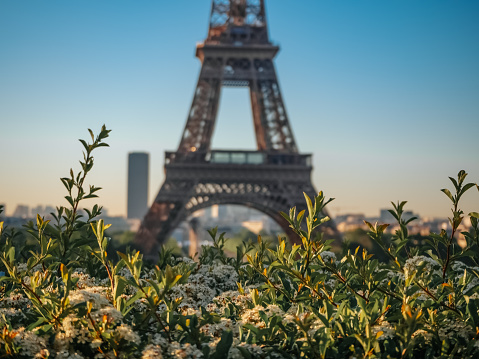 Paris. France - 05/18/2019: Silhouette of the Eiffel Tower with flowers in the foreground