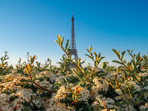 Paris. France - 05/18/2019: Silhouette of the Eiffel Tower with flowers in the foreground