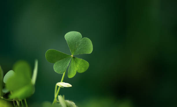 istock Shamrock leaf in a forest. St. Patrick's holiday greeting card. 1904289941