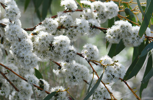 White blossoms of the Australian native Snow Gum, Eucalyptus pauciflora, family Myrtaceae, growing near Cooma in Snowy mountains region of NSW. Also known as White Sally and Cabbage Gum. Spring to summer flowering.