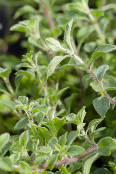 istock Fresh oregano herbs in the garden 1904304196