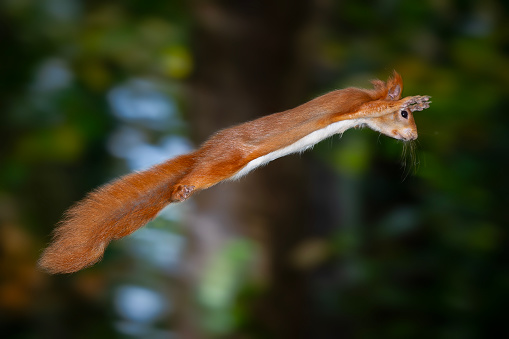 A red squirrel (Sciurus vulgaris) jumping side on in the forest