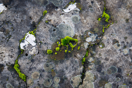Close-up of moss grown on a low wall