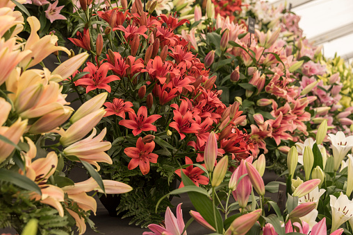 Banks of multi coloured Lilies, in full bloom, in a flower show