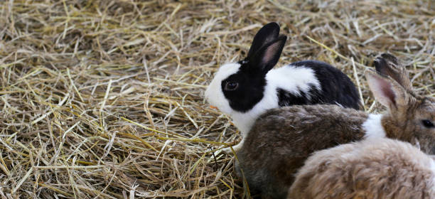 istock Cute fluffy rabbits in farm 1904322698