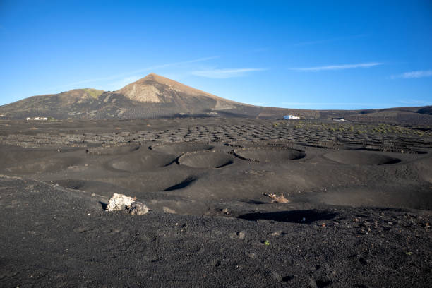 istock Wine growing in the black volcanic soil 1904331775
