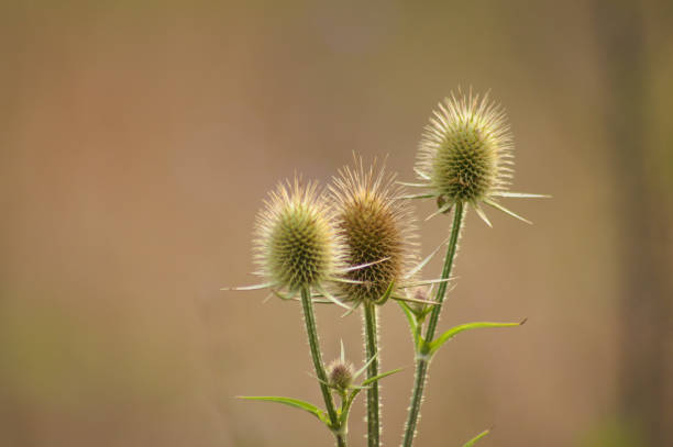 istock Closeup of three cutleaf teasel green seeds with blurred background 1904342355