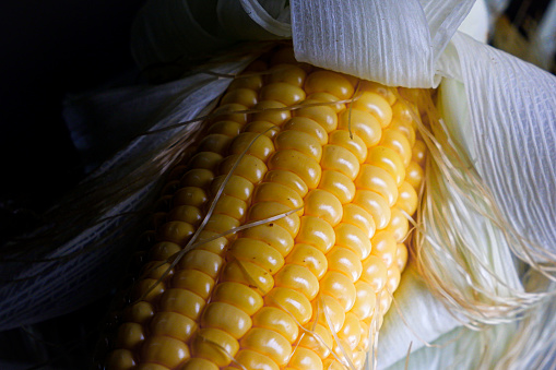 row of seeds on a corn fruit close up