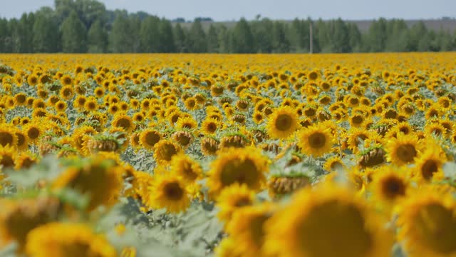 A golden field of blooming yellow sunflowers. Insects are flying around. Harvesting sunflower oil. Agricultural business
