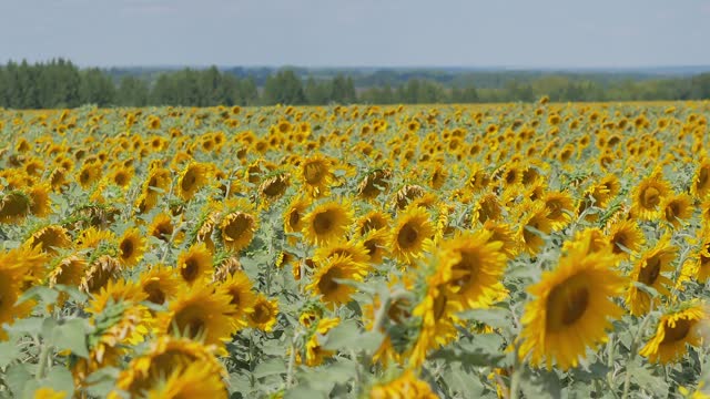 A field of blooming sunflowers in bright cloudless weather, yellow petals sway in the wind. Insects are flying around. Harvesting sunflower oil