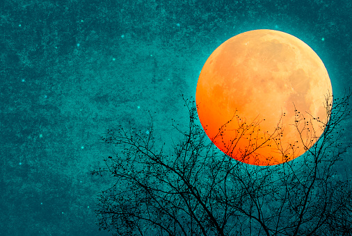 Full Moon, Supermoon, Night Sky, Tree Silhouette, copy space.. Elements of this image are furnished by NASA