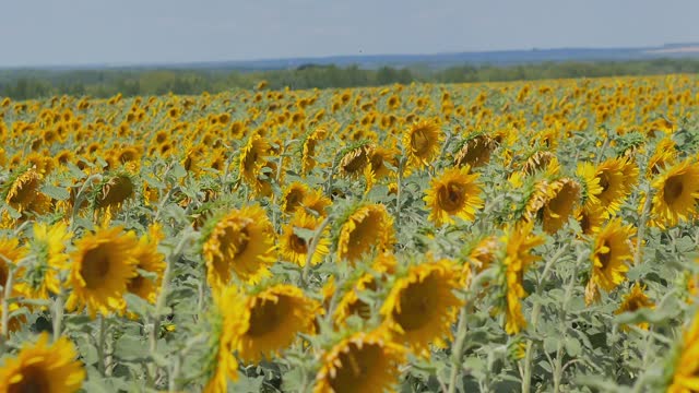 A field of flowering sunflowers in bright cloudless weather, insects fly around. Harvesting sunflower oil
