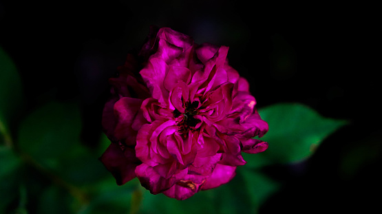 Pink rose flower with dark background