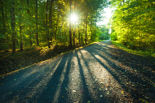 Sunlight and shadows of trees on the road in the summer forest