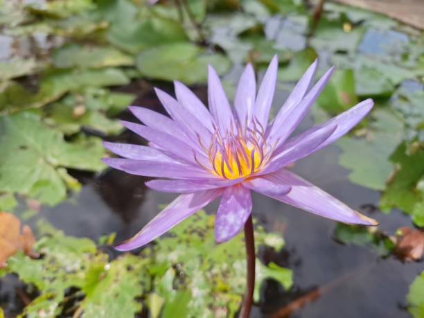 istock Purple lotus in the pond 1904397890