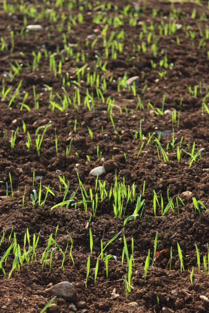 istock Greenwheat plants growing in rows in the field  at dawn 1904402890