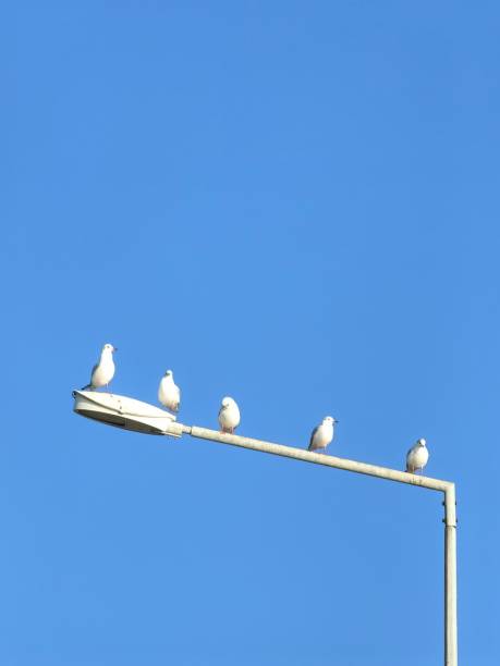 istock Seagulls on the street lamp 1904407615
