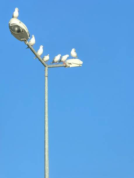 istock Seagulls on the street lamp 1904408119