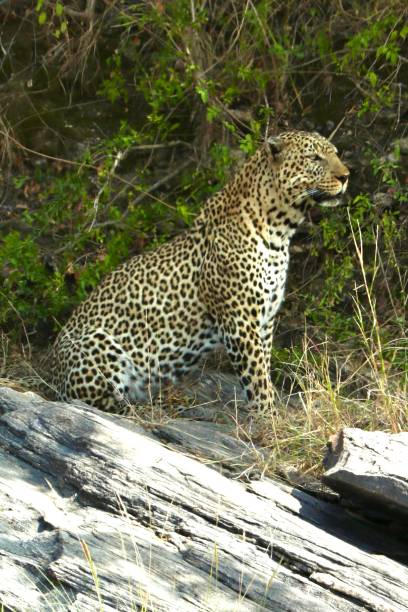 istock Safari Splendor in the Wild 1904422048
