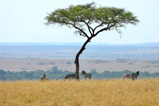 istock Safari Splendor in the Wild 1904422063