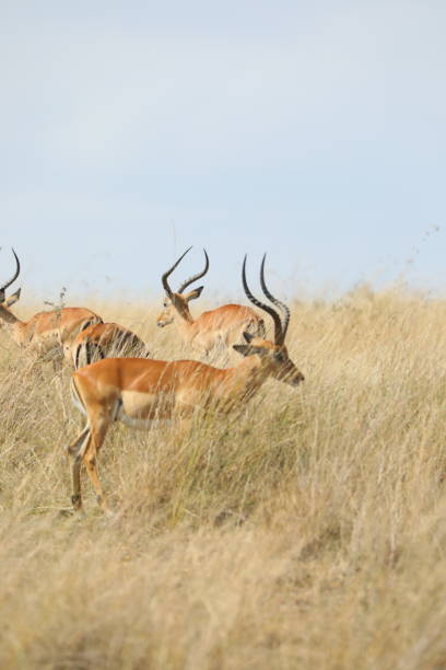 istock Safari Splendor in the Wild 1904422572